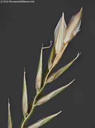 Attēlu rezultāti vaicājumam “Anthoxanthum odoratum flower”