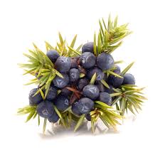 Attēlu rezultāti vaicājumam “Juniperus communis fruit”