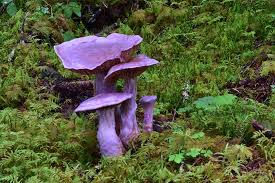 Attēlu rezultāti vaicājumam “Cortinarius traganus”