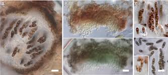 Attēlu rezultāti vaicājumam “Vouauxiomyces santessonii”