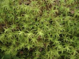 Attēlu rezultāti vaicājumam “Didymodon fallax var. brevifolius”