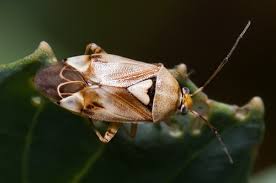 Attēlu rezultāti vaicājumam “Lygus pratensis nymph”