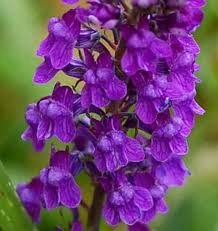 Image result for Linaria purpurea