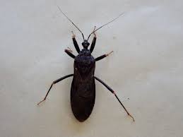 Attēlu rezultāti vaicājumam “Reduvius personatus”