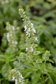 Image result for Basilikum