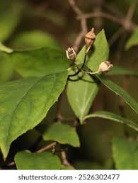Attēlu rezultāti vaicājumam “Corydalis cava fruit”