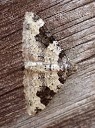 Attēlu rezultāti vaicājumam “Xanthorhoe fluctuata”