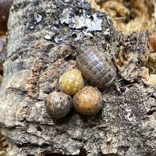 Attēlu rezultāti vaicājumam “Euura brevicornis”