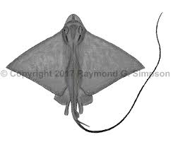 Image result for Myliobatis freminvillei