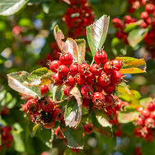 Attēlu rezultāti vaicājumam “Crataegus persimilis fruit”