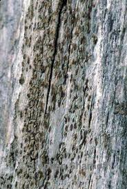 Attēlu rezultāti vaicājumam “Xylographa paralella”