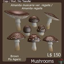 Attēlu rezultāti vaicājumam “Amanita regalis”