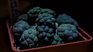 Attēlu rezultāti vaicājumam “Pogonatum nanum macro”