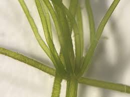 Attēlu rezultāti vaicājumam “Chara globularis”