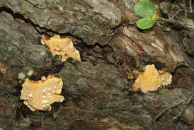 Attēlu rezultāti vaicājumam “Diplomitoporus flavescens”