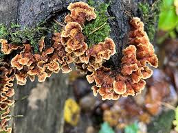 Attēlu rezultāti vaicājumam “Stereum hirsutum”