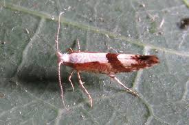 Attēlu rezultāti vaicājumam “Argyresthia semifusca”