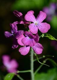 Attēlu rezultāti vaicājumam “Lunaria rediviva flower”