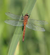 Attēlu rezultāti vaicājumam “Aeshna isoceles”