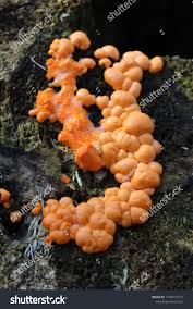 Attēlu rezultāti vaicājumam “Dacrymyces stillatus”