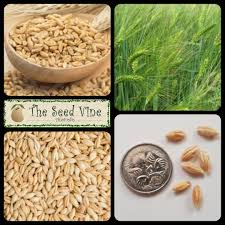 Attēlu rezultāti vaicājumam “Hordeum vulgare fruit”