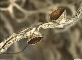 Attēlu rezultāti vaicājumam “Evernia divaricata”