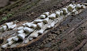 Attēlu rezultāti vaicājumam “Antrodia mellita”