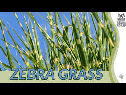 Image result for Miscanthus sinensis Zebrina