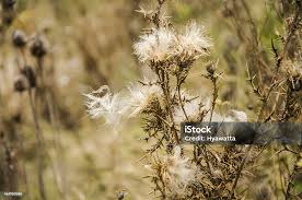 Image result for Onopordum acanthium