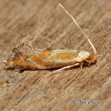 Attēlu rezultāti vaicājumam “Lyonetiidae”