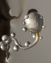 Attēlu rezultāti vaicājumam “Pilobolus crystallinus”