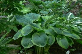 Attēlu rezultāti vaicājumam “Hosta sp. leaf”