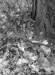 Attēlu rezultāti vaicājumam “Bonasa bonasia eggs”