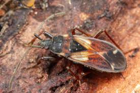 Attēlu rezultāti vaicājumam “Eremocoris plebejus”