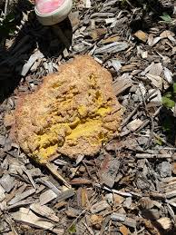 Attēlu rezultāti vaicājumam “Symphytocarpus flaccidus sessile”