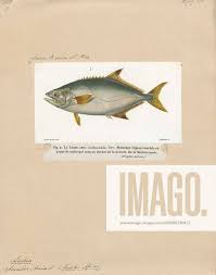 Image result for Lichia amia