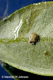 Attēlu rezultāti vaicājumam “Enteridium olivaceum”