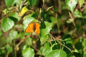 Attēlu rezultāti vaicājumam “Lycaena virgaureae male”