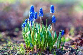 Attēlu rezultāti vaicājumam “Muscari botryoides flower”