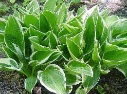 Image result for Hosta fortunei albomarginata