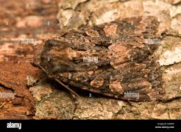 Attēlu rezultāti vaicājumam “Mniotype satura”