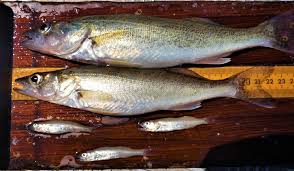 Image result for Sander vitreus