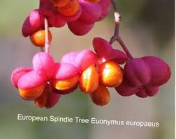 Attēlu rezultāti vaicājumam “Hordelymus europaeus fruit”