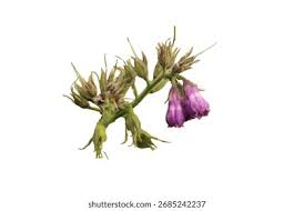 Attēlu rezultāti vaicājumam “Symphytum officinale bud”