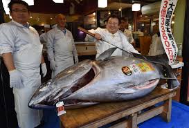 Image result for giant tuna