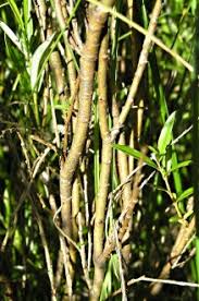 Attēlu rezultāti vaicājumam “Salix rosmarinifolia”