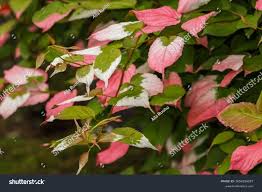 Attēlu rezultāti vaicājumam “Actinidia kolomikta”