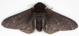 Attēlu rezultāti vaicājumam “Biston betularia”