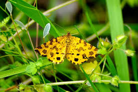 Attēlu rezultāti vaicājumam “Pseudopanthera macularia”
