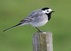 Attēlu rezultāti vaicājumam “Motacillidae”
